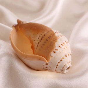 Gauri Shankh, to Invoke Blessings of Fertility, Wealth, and Abundance